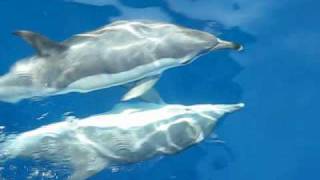 Dauphins au Maroc  Dolphins in Morocco  Delphinus Delphis [upl. by Schulein]