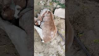 pregnancy toxaemia in pregnant goat [upl. by Enileoj]