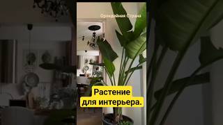 Растение которое любят все дизайнеры интерьера Стрелиция Николая Strelitzia Nicolai strelitzia [upl. by Silin939]