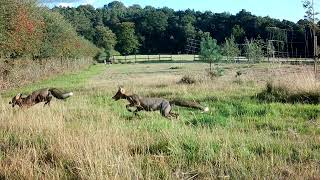 Our fox cubs return home back to the wild [upl. by Ltney]