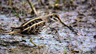 Bobbing jack snipe close up  WWT Slimbridge [upl. by Ikilisav]