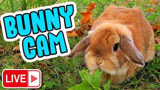 🔴 LIVE Bunny Cam 🐇 Watch the Bunnies Play [upl. by Aramenta]