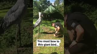 Why you should BOW to this GIANT BIRD shorts youtubeshorts movieshorts [upl. by Cleave]