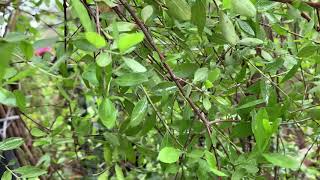 Henna Tree Lawsonia inermis Hina General Care Guide Sunlight Propagation Fertilization [upl. by Rondi198]