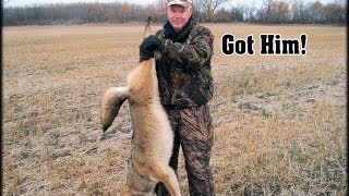 Coyote Hunting Kill Shot Big Male Down [upl. by Kort]