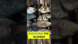 🎃 Overfishing Crisis Examining the Forces Behind Unsustainable Fishing Practices 🎃 [upl. by Pelson]