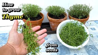 Growing Thyme from Seed to Harvest  Step by Step [upl. by Radnaskela]