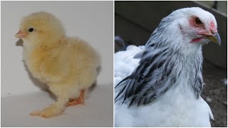 From Brahma Chick to Adult Hen  Timelapse Chicken Transformation [upl. by Ahsha]