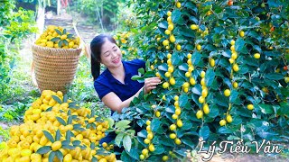 How to harvest Oleaster amp Go to the market sell  Harvesting and Cooking  Daily Life [upl. by Alejandra]