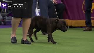 Staffordshire Bull Terrier  Breed Judging 2020 [upl. by Ahsahtan]