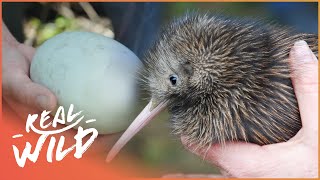 How Does The Tiny Kiwi Bird Survive When It Cant Fly  Modern Dinosaurs  Real Wild [upl. by Andi]