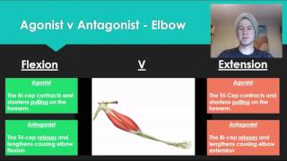 Anatomy 7  Agonist V Antagonist muscle pairs [upl. by Nodle457]