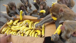 Lots of hungry monkey are enjoying to eat banana [upl. by Alocin]