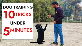 10 Dog Training Tricks in Just UNDER 5 minutes [upl. by Daenis]