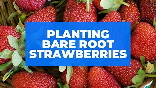 How to Plant Bare Root Strawberries [upl. by Fancie]