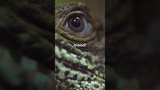 The Lizard That Shoots Blood from Its Eye fairlyoddfacts whoknew lizards weird [upl. by Gardel298]