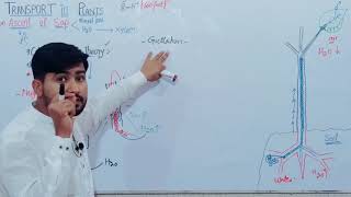 143 Ascent Of Sap  Root Pressure and Imbibation  Guttation and Bleeding  Fsc Biology class 11 [upl. by Gav392]