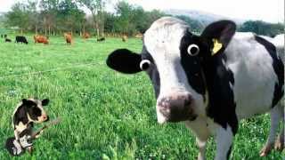 Im a Cow Song [upl. by Rett]