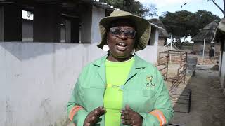 Smart pig farming in NortonZimbabwe [upl. by Lucilia]