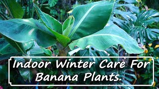 How to Grow a Banana Plant Tips Mistakes and Advice for Gardening [upl. by Coheman]