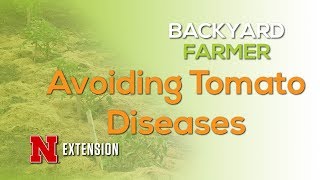 Tomato 103 Avoiding Diseases [upl. by Wellington]