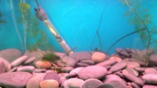 Zebra Danio Breeding  Laying eggs [upl. by Idnib]