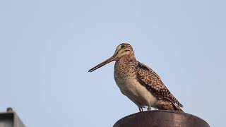 オオジシギ鳴く Lathams snipe [upl. by Goldshlag]