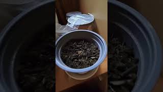 Fast way to Grow 🌱STAGHORN SUMAC🌱 from the Seed Rhus typhina [upl. by Zaneski621]