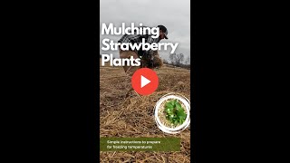 Mulching Strawberry Plants [upl. by Eb631]