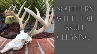 SOUTHERN WHITETAIL SKULL CLEANING quotHOW TOquot [upl. by Ylrrad]