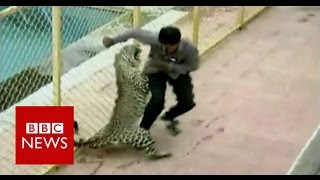 Leopard on the loose injures six while prowling around school in India  BBC News [upl. by Charmain643]