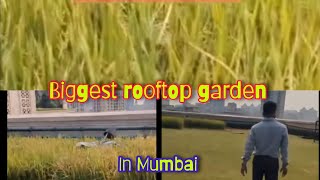 Biggest rooftop garden of Mumbai  paddy field on the rooftop Terrace garden [upl. by Donata]