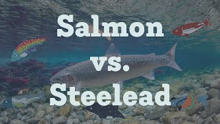 Steelhead vs Salmon [upl. by Larena]