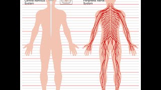 The Nervous System Peripheral Nervous System PNS [upl. by Treacy]