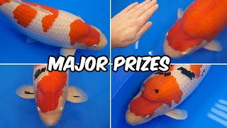 All Japan Koi Show 2024  Major Prize Winners [upl. by Salvadore818]