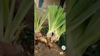 How to Care For Remove and Store Iris Bulbs [upl. by Alemaj]