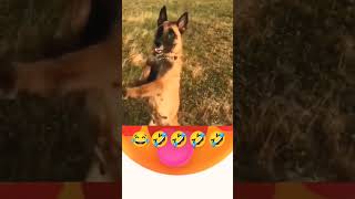 Funny dog dance dance dog 🤣🤣🤣🤣🤣🤣🤣🤣🤣🐕🐕🐕🐕🐕🐕🐕🐕🐕🐕🐕🐕🐕🐕🐕 [upl. by Nata]