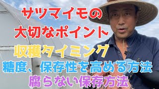 サツマイモの収穫の大切なポイント 収穫タイミング、糖度保存性を上げる方法 保存方法 [upl. by Lillis]