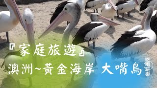 澳洲黃金海岸貪吃大嘴鳥 澳洲鵜鶘 家庭旅遊紀錄 [upl. by Esinahs388]