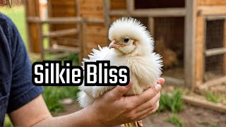 Silkie Chicken Care Expert Tips for Happy Hens [upl. by Ariella]