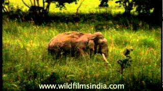 Wild elephant in Assam [upl. by Koffman]