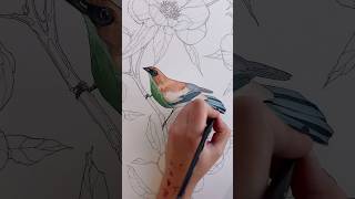 Tanager in peonies art relaxwithart drawing artist artdrawing artwork [upl. by Shaylynn]