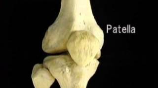 Anatomie benige structuren knie  bone structures of the knee [upl. by Guimond]