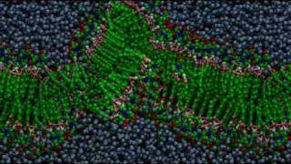 Bilayer formation through molecular selfassembly [upl. by Arundel]