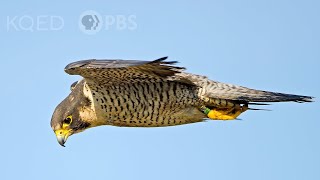 Heres Why Peregrine Falcons Are the Top Guns of the Sky  Deep Look [upl. by Crelin]