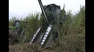 Sugarcane harvest successful but battling muddy conditions [upl. by Assirt]