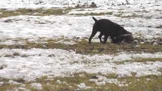 Boykin Spaniel Husker tackles and retrieves Canada Goose [upl. by Wayne]