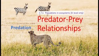 PredatorPrey Relationships A level Biology [upl. by Isacco]