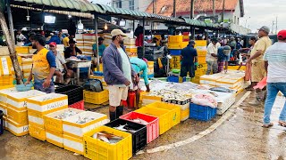 Woow Never Seen Unique Best Big Fish Market In Srilanka [upl. by Ytsirt]