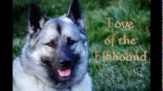 Love of an Elkhound [upl. by Ennovyahs]